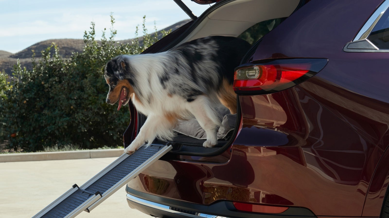 Pet ramp with the 2025 Mazda CX-90 in Dover
